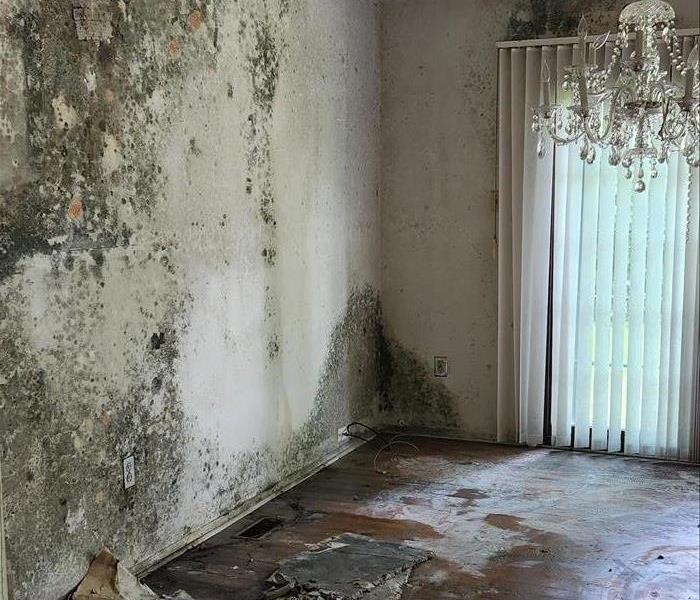 Mold on walls